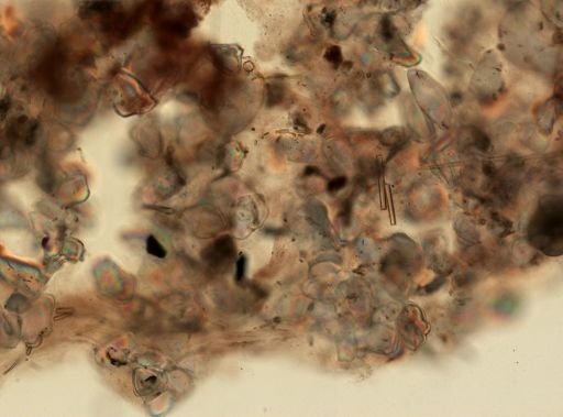 Dysidea fragilis