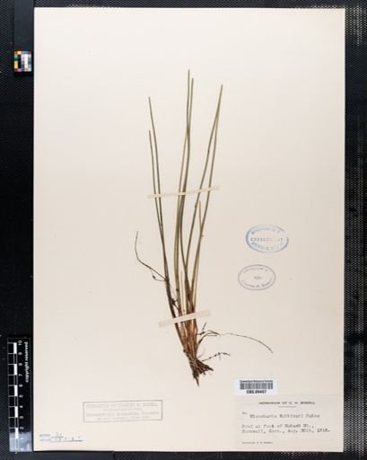 Eleocharis robbinsii