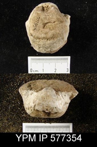 Productus horridus