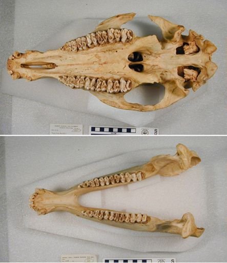 Tapirus bairdii