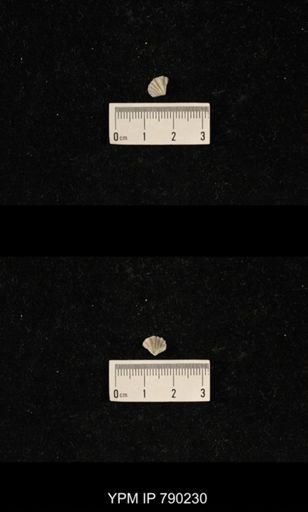 Derbyia sp.
