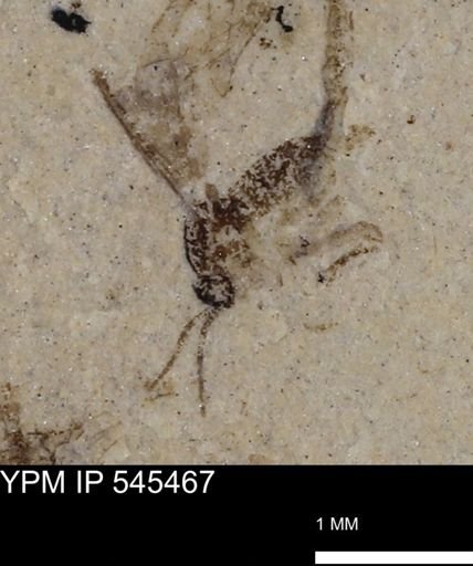 undet. Diptera