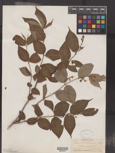 Diervilla lonicera