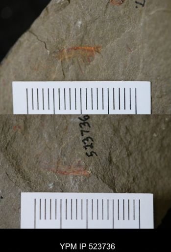 undet. Arthropoda