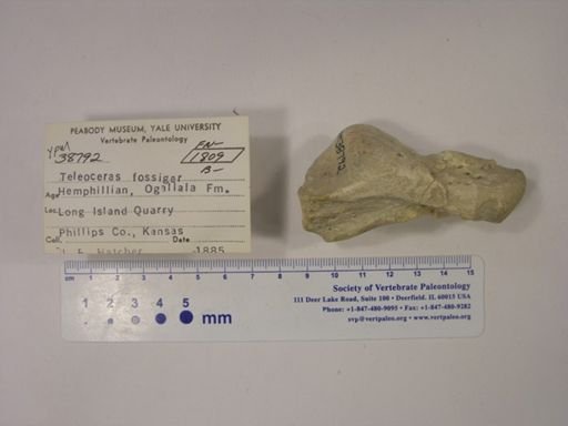 Teleoceras fossiger
