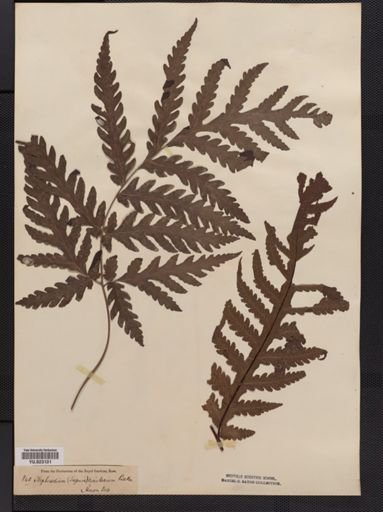 Tectaria