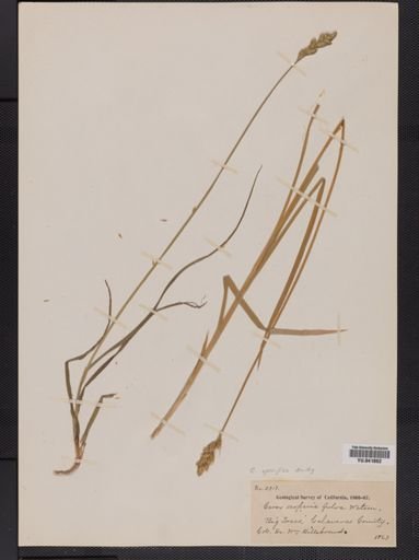 Carex scoparia