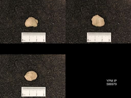 Rhynchotrema capax