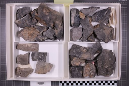 mixed taxa, stratigraphic collection