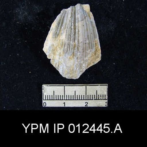 Neospirifer pseudocameratus