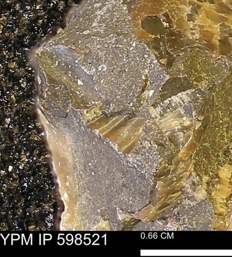 Inoceramus sp.