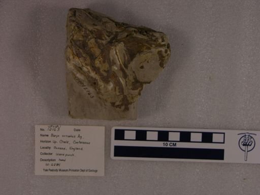 Beryx ornatus