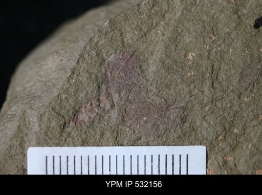 undet. Cornuta
