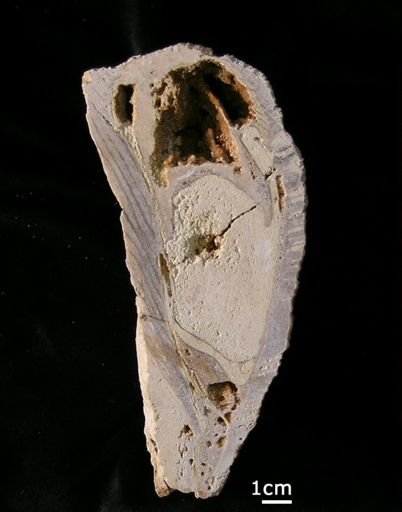 Bournonia bournoni