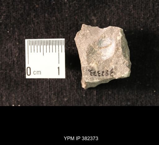 Ambocoelia planoconvexa?