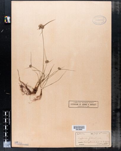 Cyperus filicinus