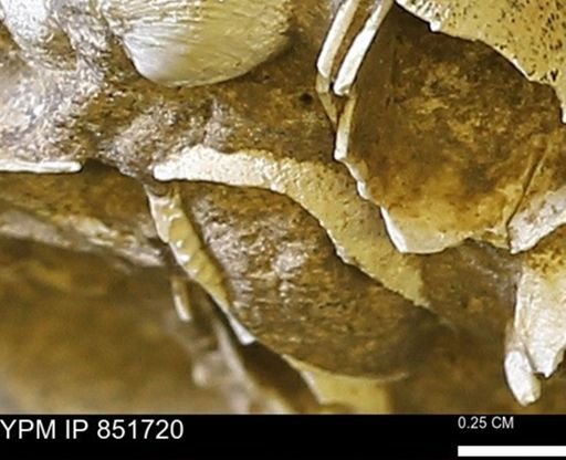 Limopsis striatopunctatus