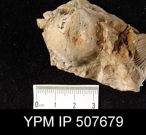 Schizophoria?