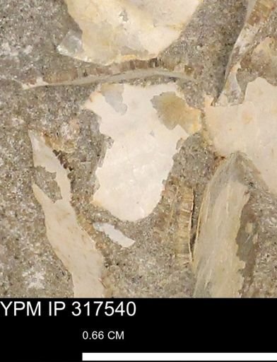 undet. Mollusca