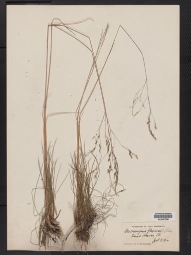 Deschampsia flexuosa