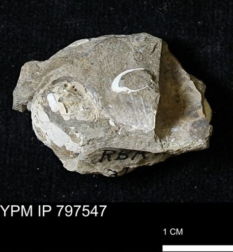 Scaphites sp.