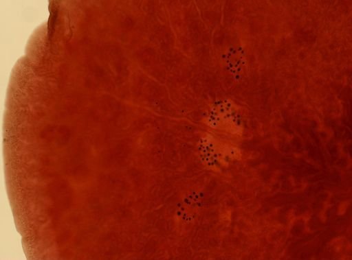 Hoploplana inquilina