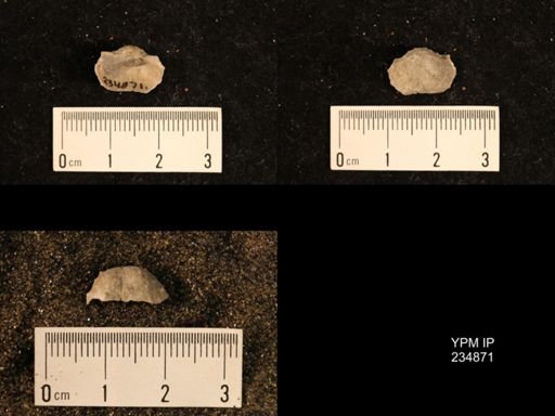 Marginifera fragilis