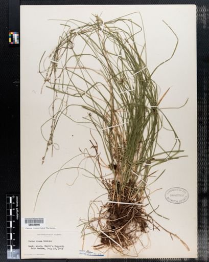Carex convoluta