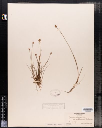 Juncus stygius