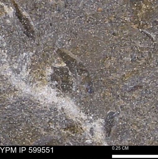 Protocardia subquadrata