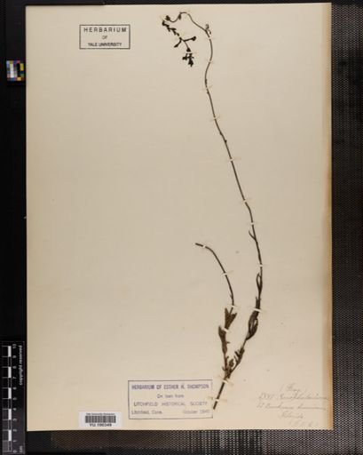 Plantae