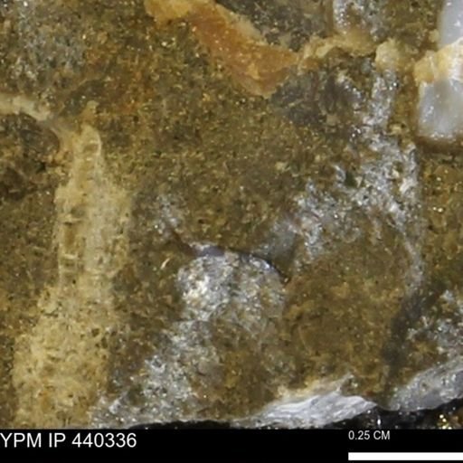 undet. Bivalvia