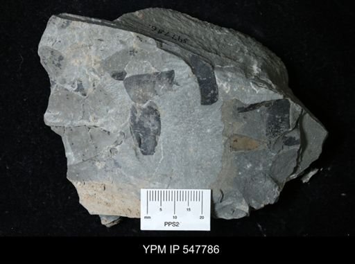 undet. Eurypterida