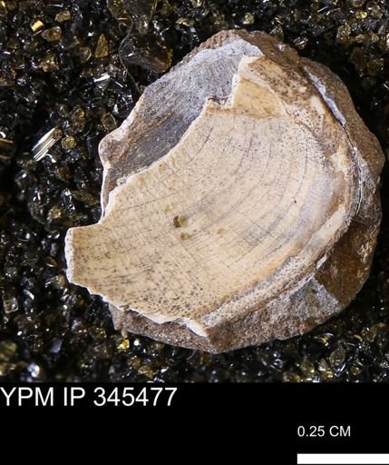 Limopsis striatopunctatus