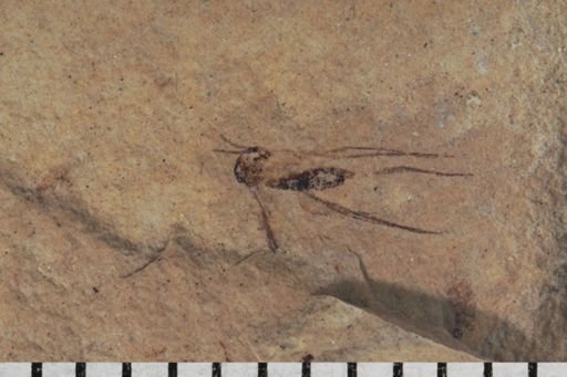 undet. Mycetophilidae