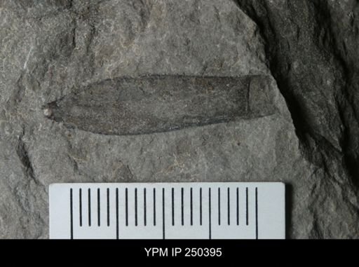Waeringopterus sp.