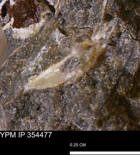 undet. Mollusca