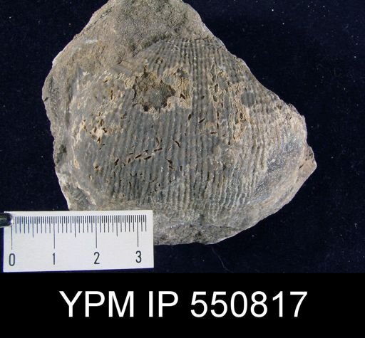 Productus sp.