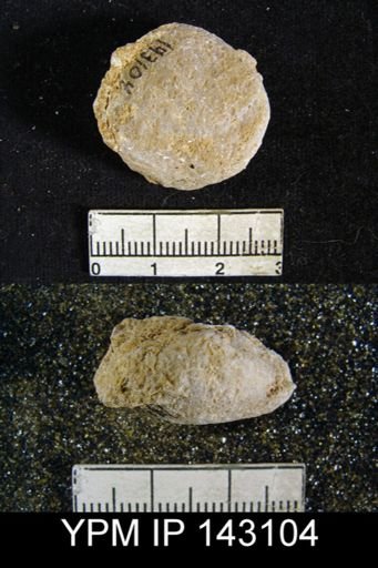 Spirigerella grandis