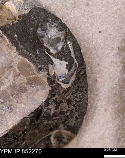 undet. Bivalvia