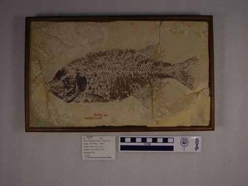 Phareodus testis
