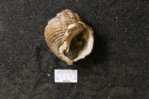 Seminola crassa
