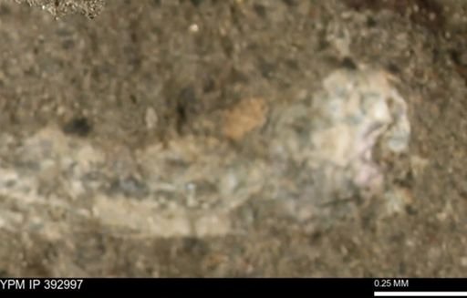 Scaphites sp.