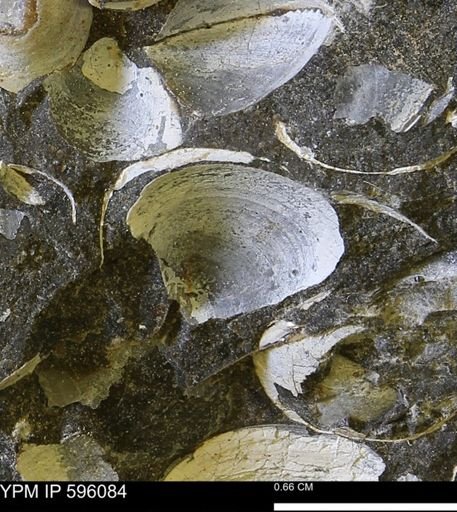 Protocardia?