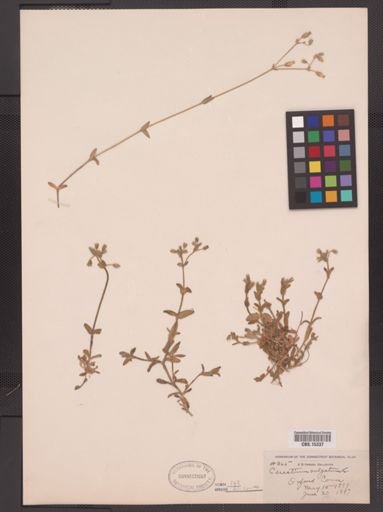 Cerastium vulgatum