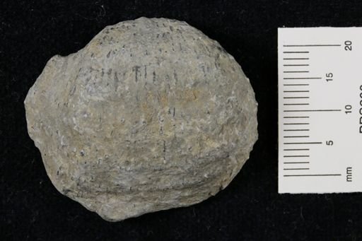 Juresania symmetrica