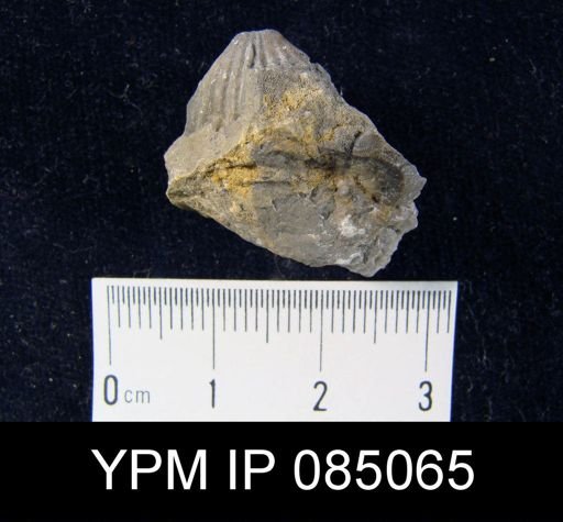 Rhynchotreta cuneata americana