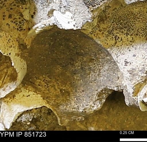 Limopsis striatopunctatus