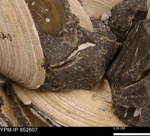 Limopsis striatopunctatus