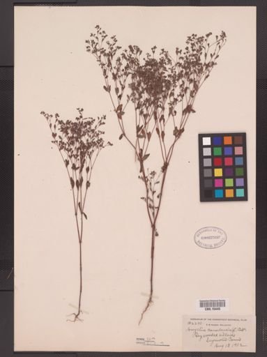 Paronychia canadensis